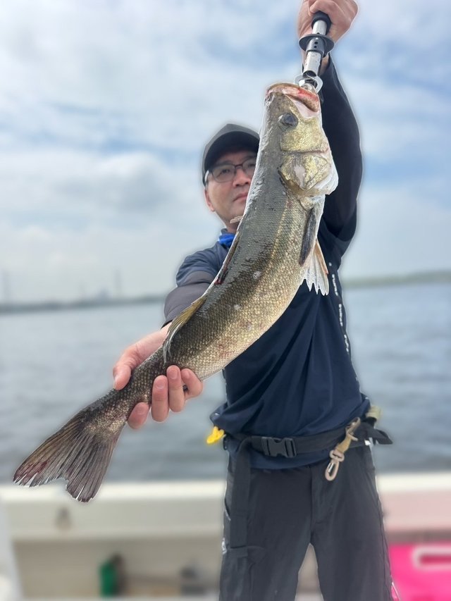 シーバス(スズキ)