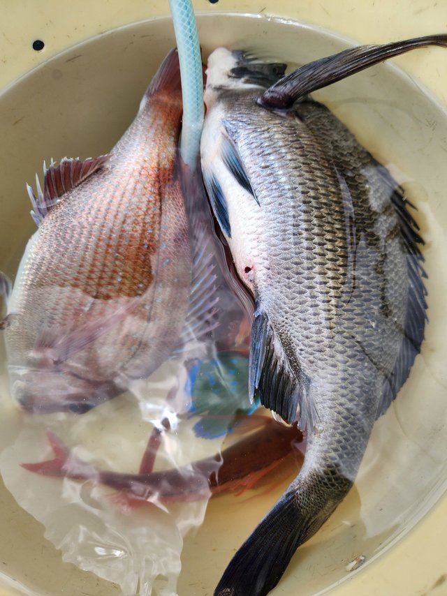 マダイ・クロダイ