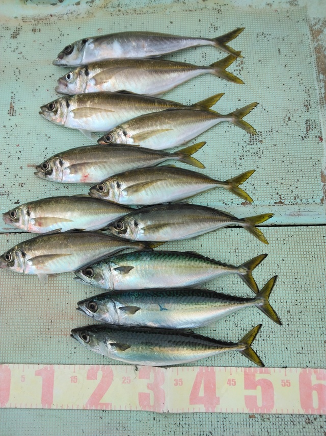 マアジ・マサバ