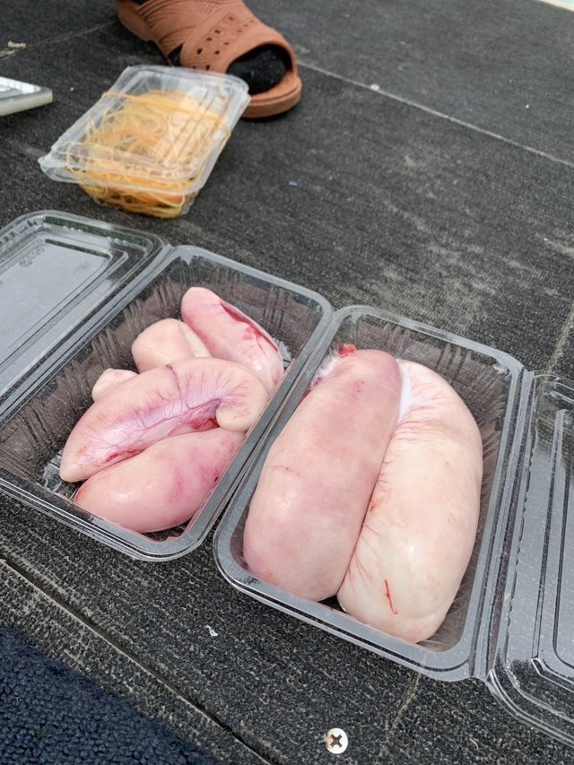 ショウサイフグ