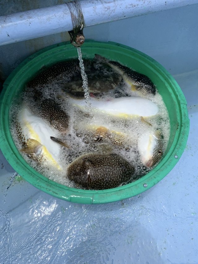 ショウサイフグ