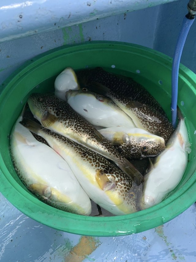 ショウサイフグ