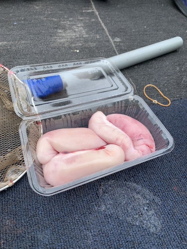 ショウサイフグ