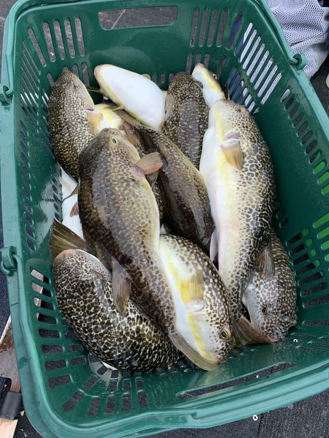 ショウサイフグ