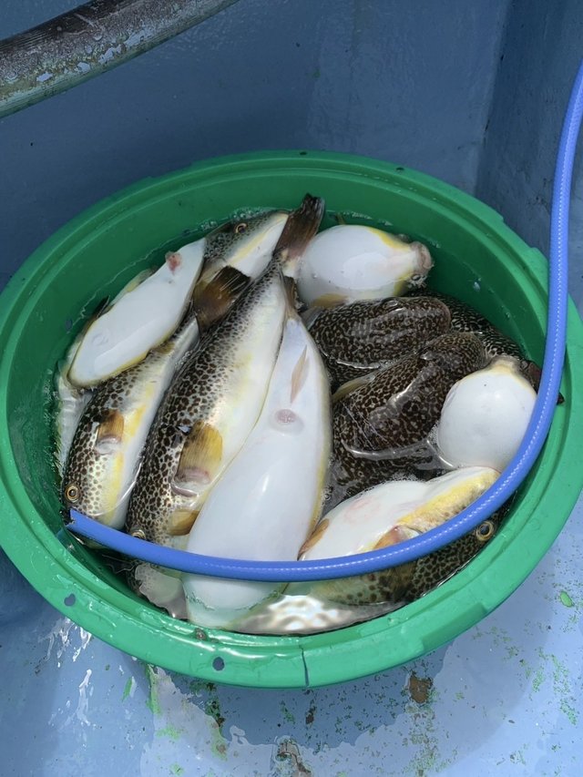 ショウサイフグ