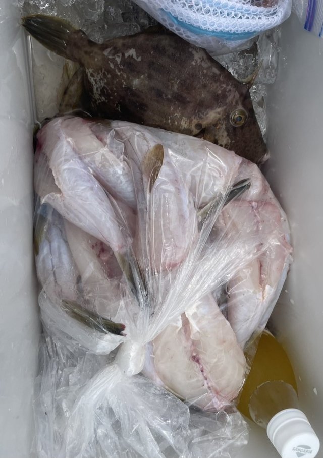 ショウサイフグ