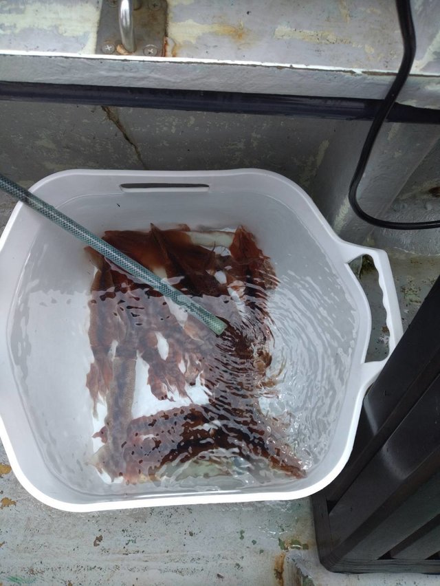 スルメ(スルメイカ)