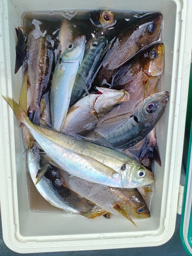 アジ(マアジ)・イサキ