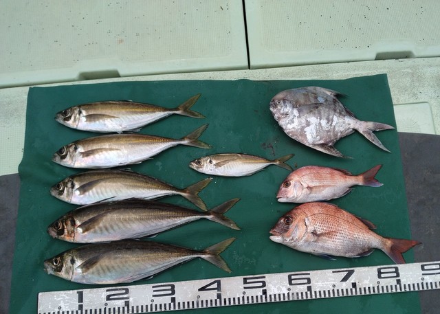 マダイ・マアジ・マナガツオ