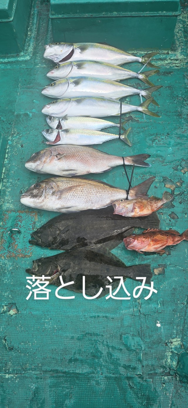 マダイ・ヒラメ