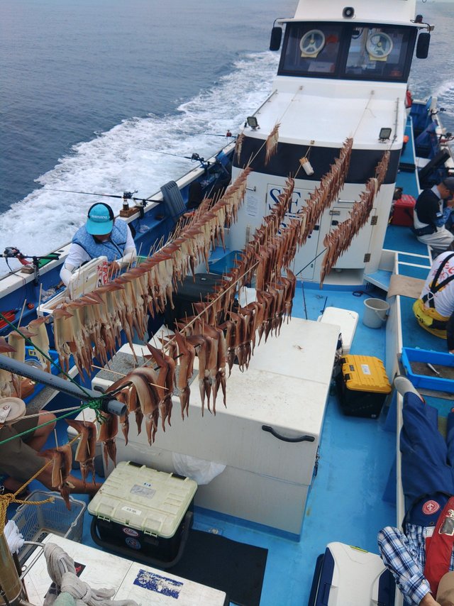 スルメ(スルメイカ)