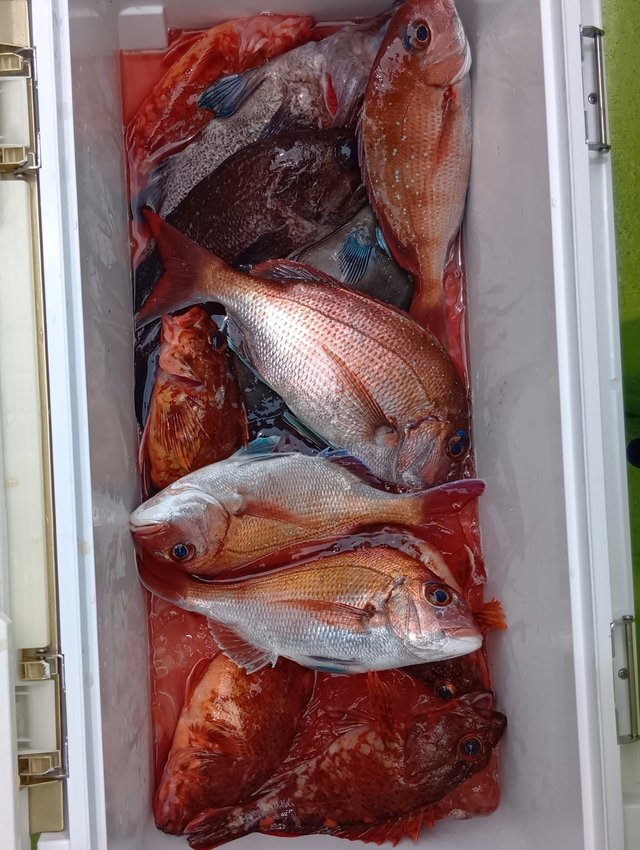 マダイ・カサゴ