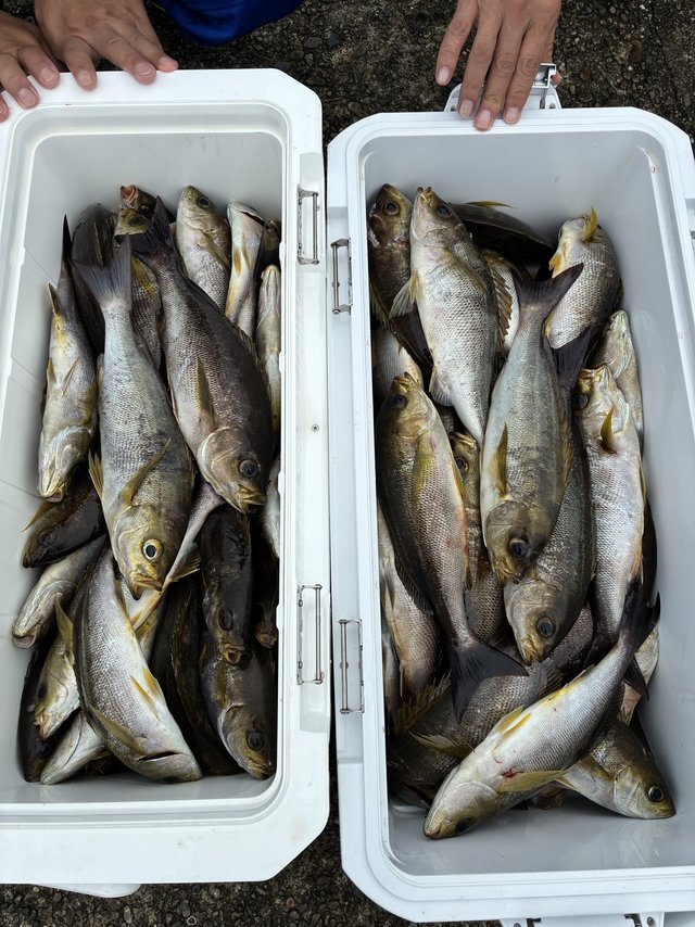 イサギ(イサキ)