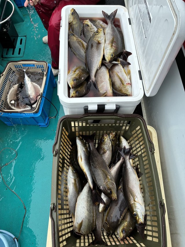 イサギ(イサキ)