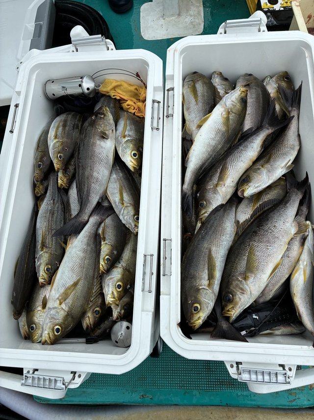 イサギ(イサキ)