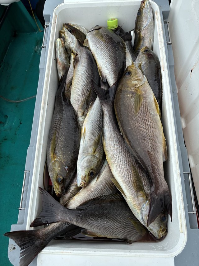 イサギ(イサキ)