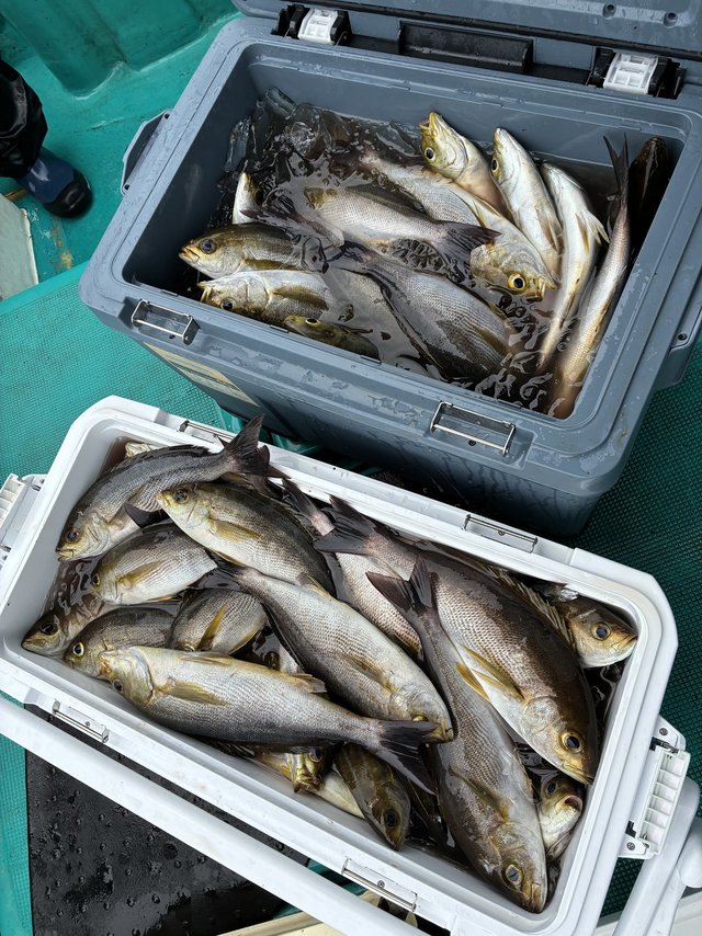 イサギ(イサキ)