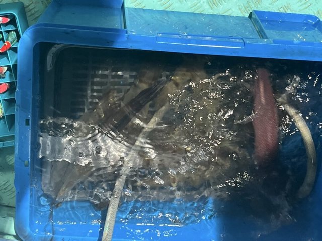 イカ(ケンサキイカ)