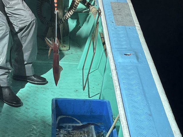 イカ(ケンサキイカ)