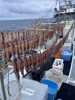 スルメ(スルメイカ)