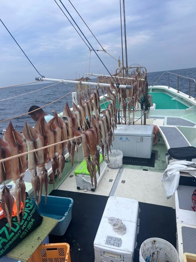 スルメ(スルメイカ)