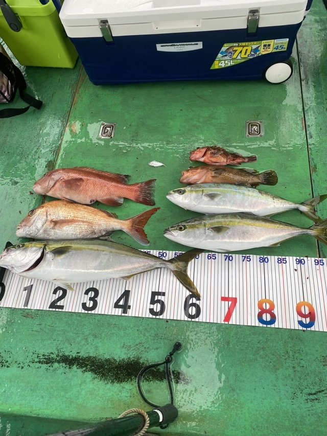 マダイ・キジハタ・ハマチ(ブリ)・メジロ(ブリ)・ガシラ(カサゴ)