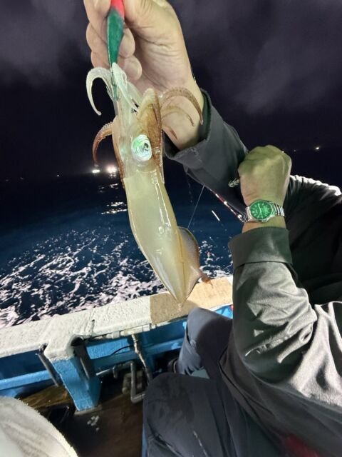 マイカ(ケンサキイカ)