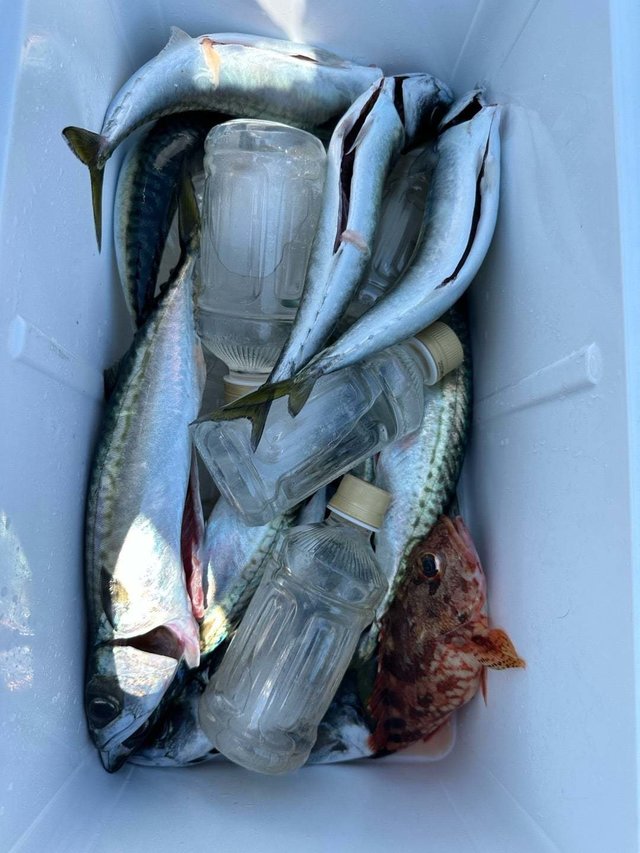 カサゴ・サバ(ゴマサバ)