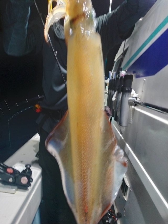 イカ(ヤリイカ)