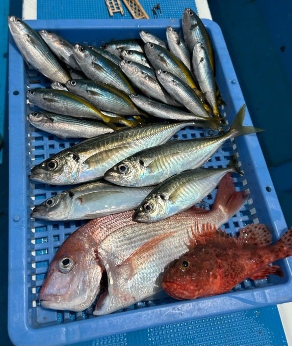 ハナダイ(チダイ)・マアジ・タカベ・オニカサゴ