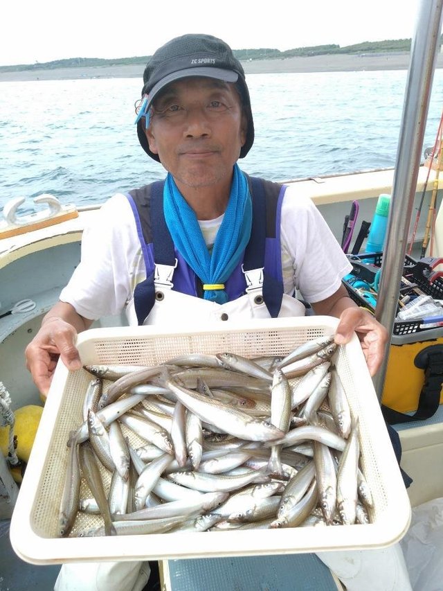 シロキス(シロギス)