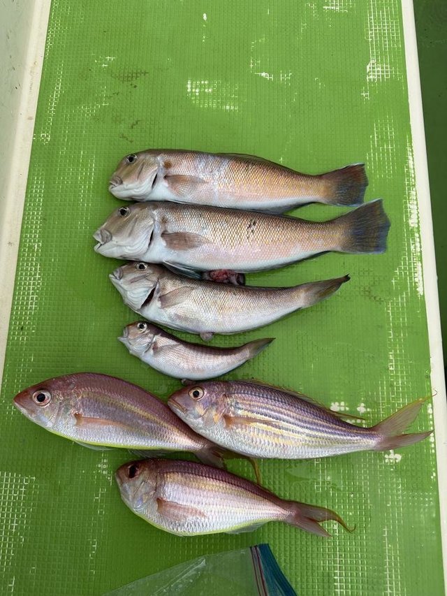 アマダイ(アカアマダイ)・イトヨリダイ