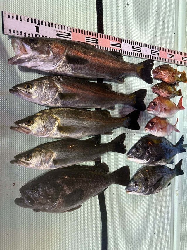 マダイ・クロダイ・マタカ(スズキ)・カサゴ