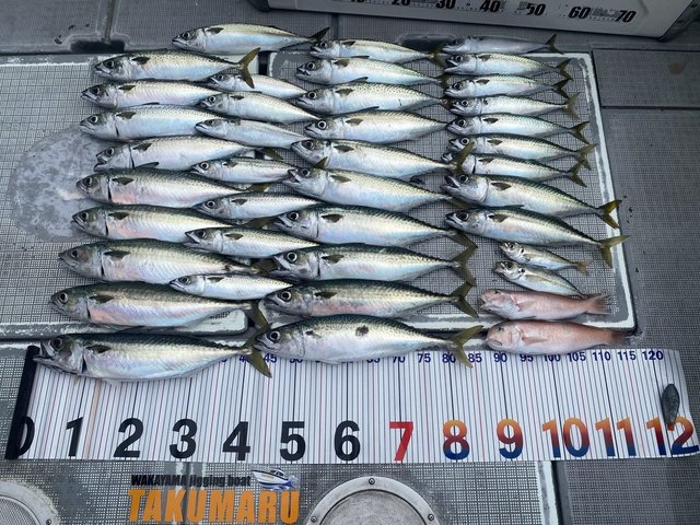 アジ(マアジ)・アマダイ(アカアマダイ)・サバ(ゴマサバ)