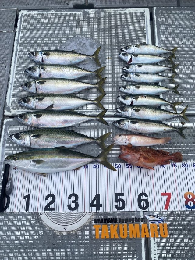 ハマチ(ブリ)・アマダイ(アカアマダイ)・カサゴ・サバ(ゴマサバ)