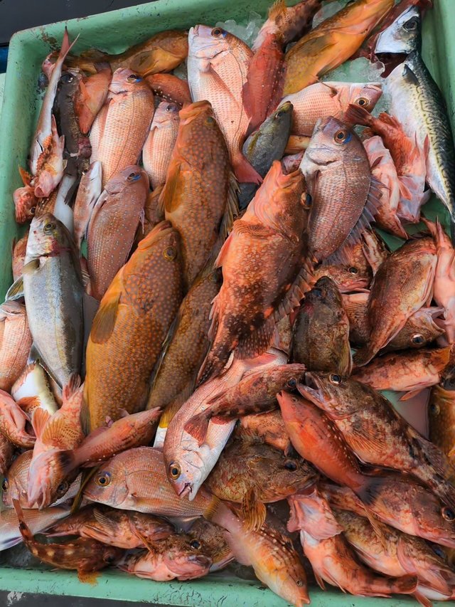 マダイ・アコウ(キジハタ)・ネリコ(カンパチ)・アラカブ(カサゴ)