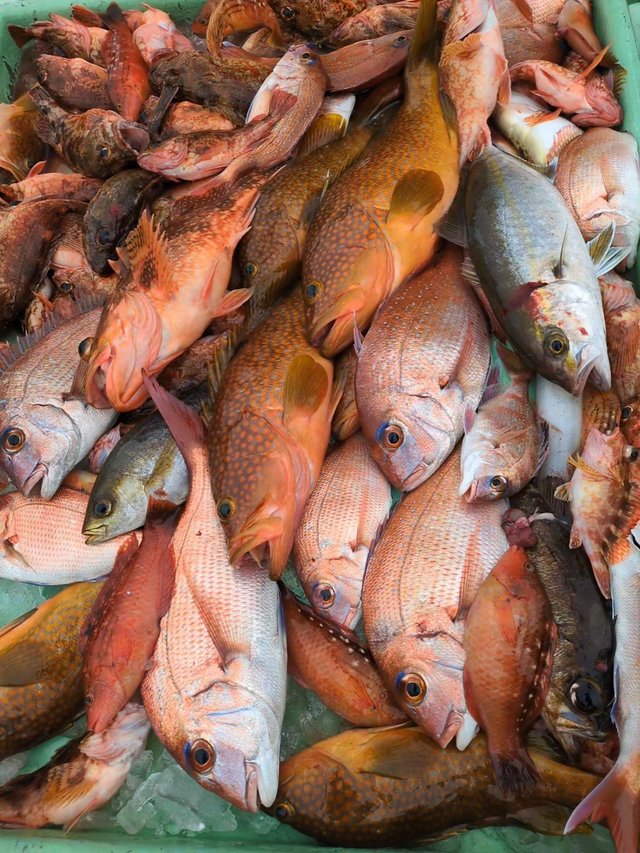 マダイ・アコウ(キジハタ)・ネリコ(カンパチ)・アラカブ(カサゴ)