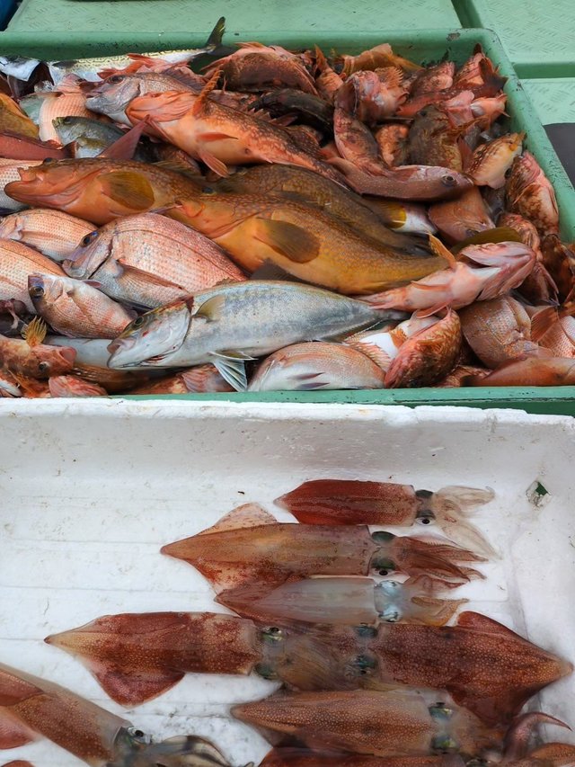 マダイ・アコウ(キジハタ)・ネリコ(カンパチ)・アラカブ(カサゴ)・ヤリイカ