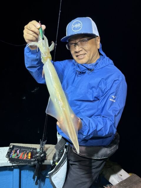 マイカ(ケンサキイカ)