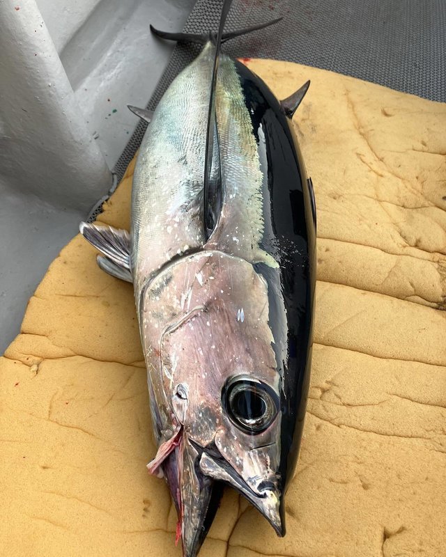 トンボ(ビンナガ)