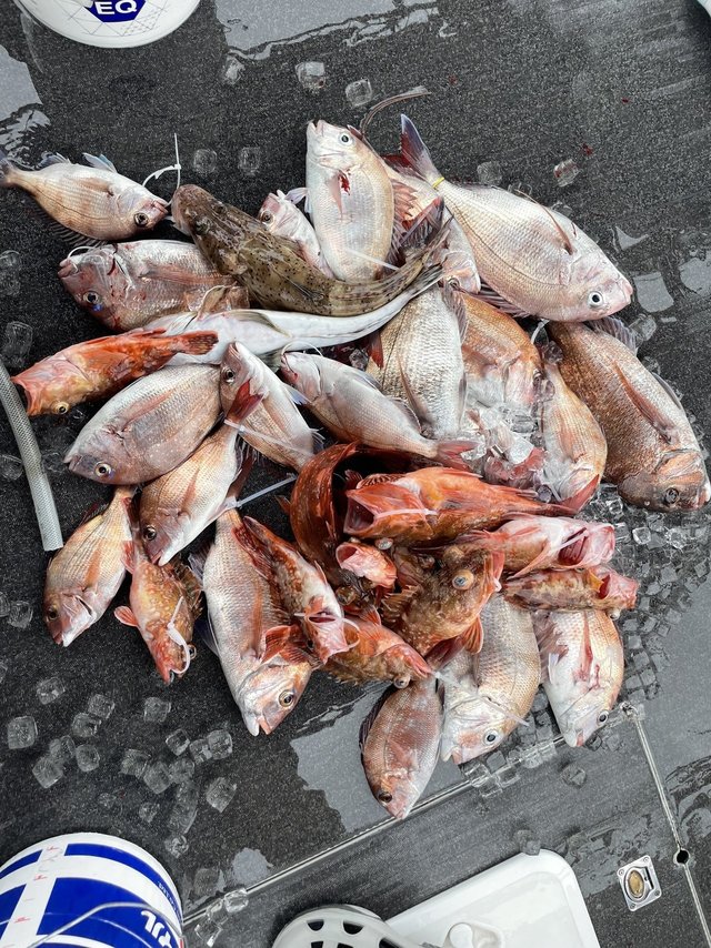 マダイ・ウッカリカサゴ