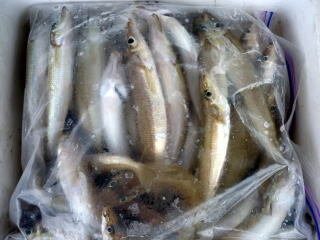 キス(シロギス)