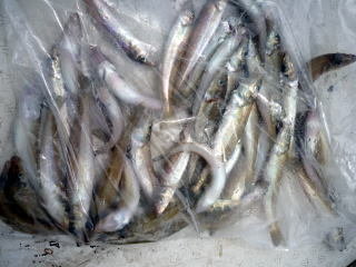 キス(シロギス)