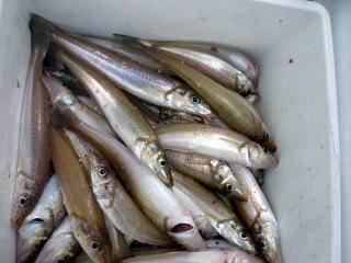 キス(シロギス)