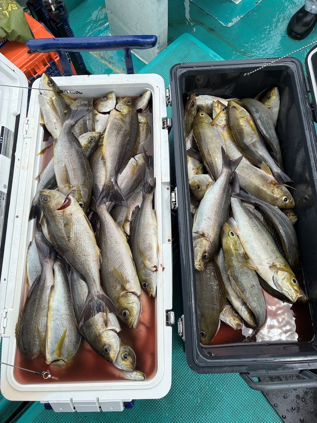 イサギ(イサキ)