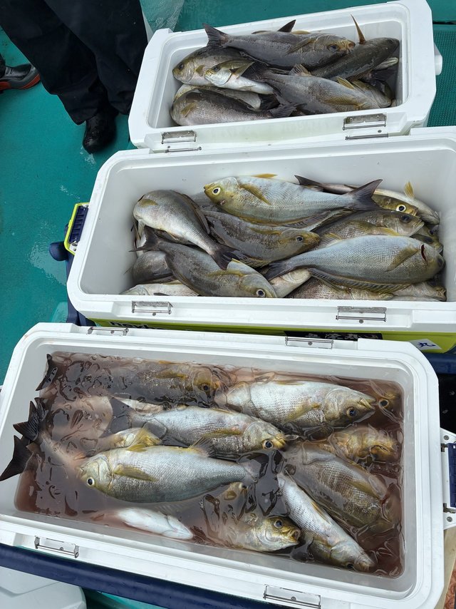 イサギ(イサキ)