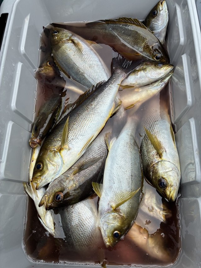 イサギ(イサキ)