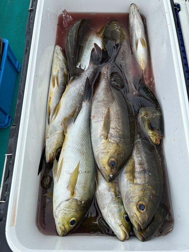 イサギ(イサキ)