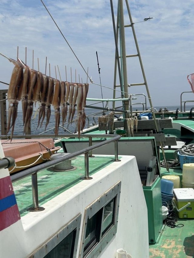 ムギイカ(スルメイカ)