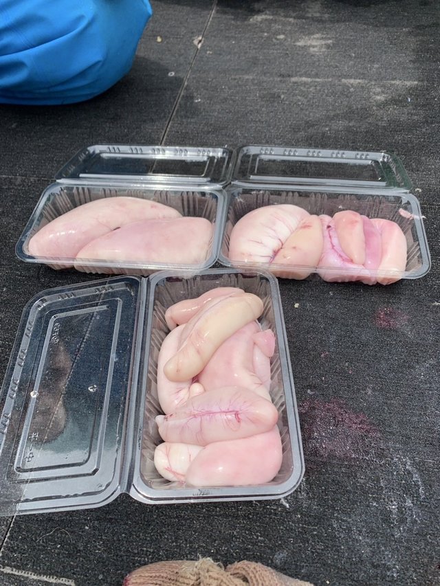 ショウサイフグ